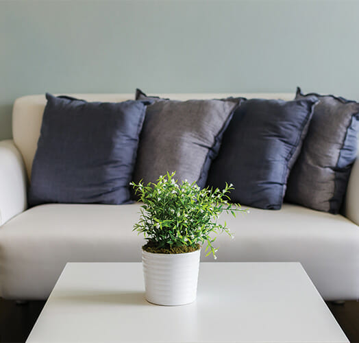 potted green plant on table in front of couch